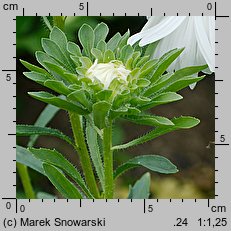 Callistephus chinensis (aster chiński)