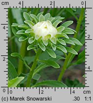 Callistephus chinensis (aster chiński)