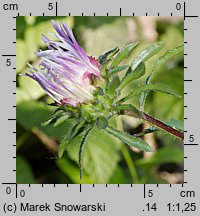 Callistephus chinensis (aster chiński)