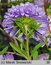 Callistephus chinensis (aster chiński)