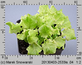 Lactuca sativa var. foliosa (sałata liściowa)