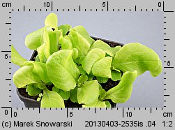 Lactuca sativa var. capitata (sałata głowiasta masłowa)