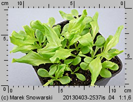 Lactuca sativa var. crispa (sałata głowiasta krucha)