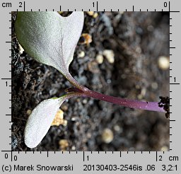 Brassica oleracea var. capitata f. rubra (kapusta warzywna głowiasta czerwona)