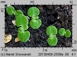 Calceolaria mexicana (pantofelnik meksykański)