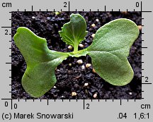 Brassica oleracea var. capitata f. alba (kapusta warzywna głowiasta biała)