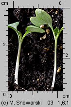 Brassica oleracea var. capitata f. alba (kapusta warzywna głowiasta biała)