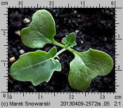 Brassica oleracea var. italica (kapusta warzywna brokuł)