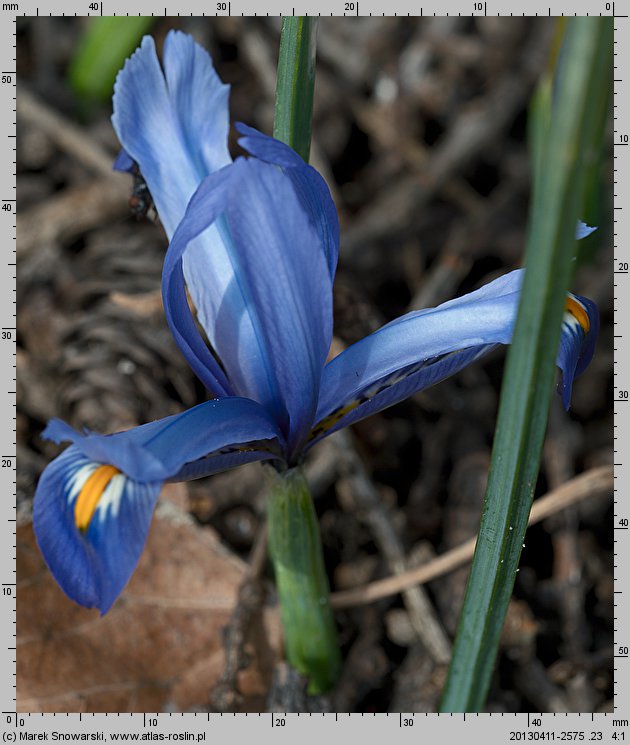 Iris reticulata Cantab