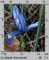 Iris reticulata Cantab