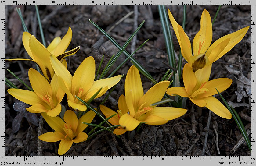 Crocus angustifolius (krokus wąskolistny)