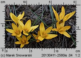 Crocus angustifolius (krokus wąskolistny)