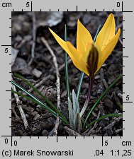 Crocus angustifolius (krokus wąskolistny)