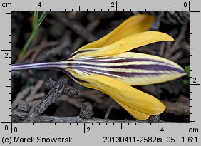 Crocus angustifolius (krokus wąskolistny)