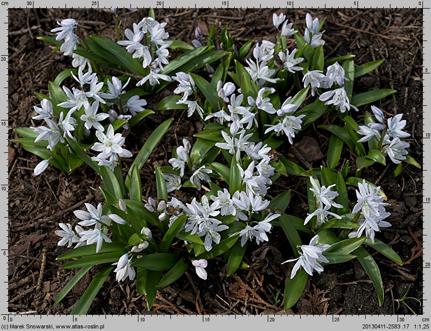 Scilla mischtschenkoana (cebulica Miszczenki)