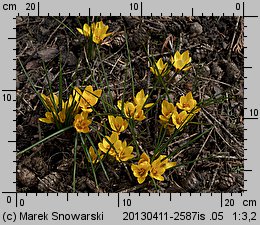 Crocus chrysanthus Advance