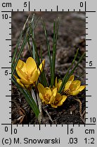 Crocus chrysanthus Advance