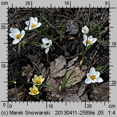 Crocus chrysanthus Miss Vain