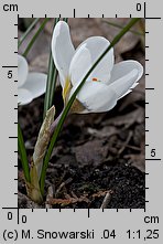 Crocus chrysanthus Miss Vain