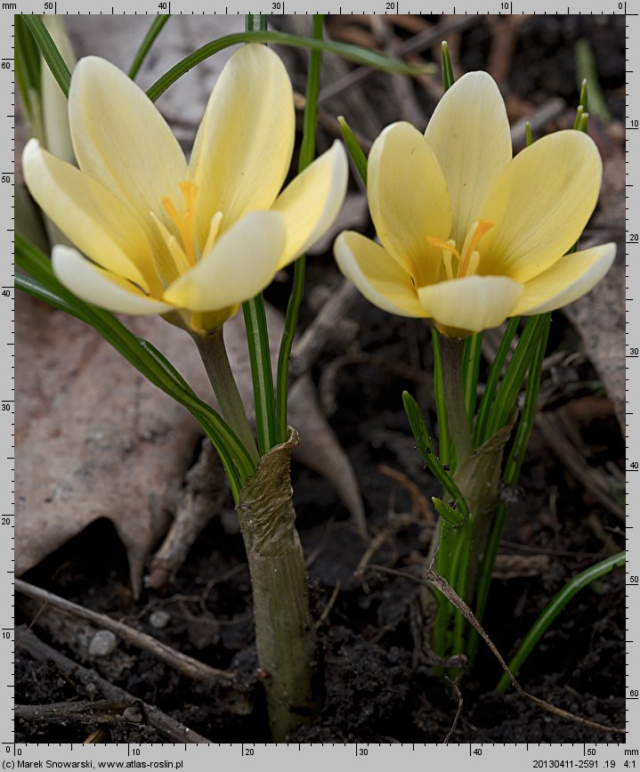 Crocus chrysanthus Cream Beauty