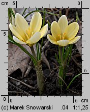 Crocus chrysanthus Cream Beauty