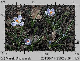 Crocus vernus Pickwick