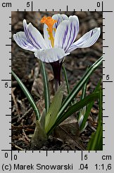 Crocus vernus Pickwick