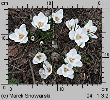 Crocus chrysanthus Prins Claus