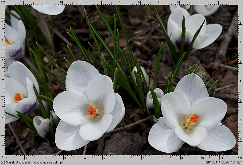 Crocus chrysanthus Prins Claus