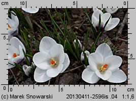 Crocus chrysanthus Prins Claus