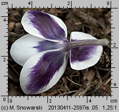 Crocus chrysanthus Prins Claus