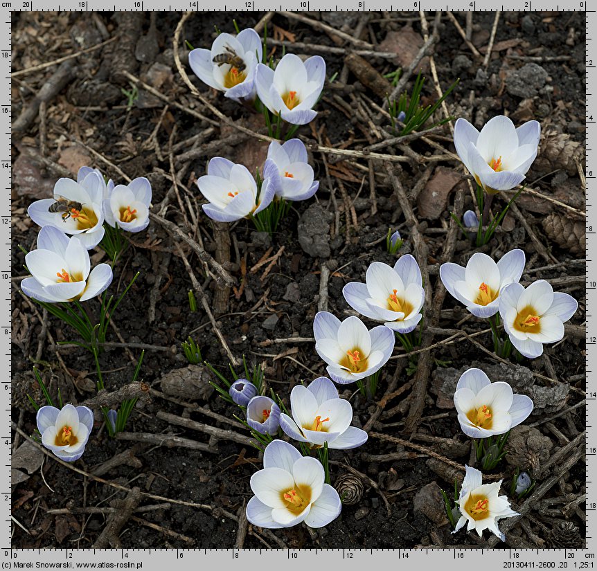 Crocus chrysanthus Blue Bird