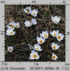 Crocus chrysanthus Blue Bird