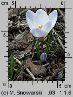 Crocus chrysanthus Blue Bird