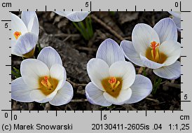 Crocus chrysanthus Blue Bird