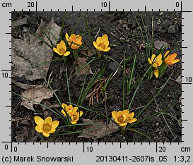 Crocus flavus (krokus żółty)