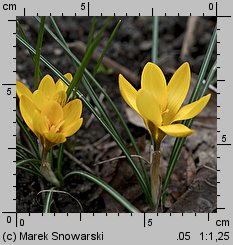 Crocus flavus (krokus żółty)