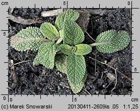 Salvia viridis (szałwia zielona)