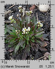 Draba verna (wiosnówka pospolita)