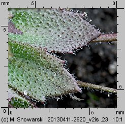 Draba verna (wiosnówka pospolita)