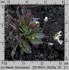 Draba verna (wiosnówka pospolita)