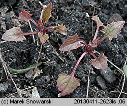 Blitum virgatum (komosa rózgowa)