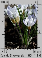 Crocus chrysanthus Blue Bird