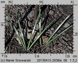 Crocus speciosus Conqueror