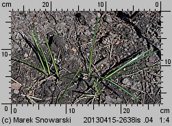 Crocus speciosus (krokus okazały)