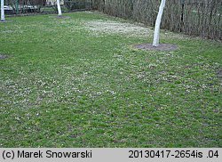 Draba verna (wiosnówki pospolitej)