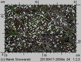 Draba verna (wiosnówka pospolita)