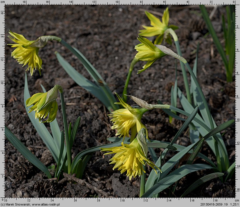 Narcissus Rip van Winkle