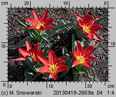 Tulipa Scarlet Baby