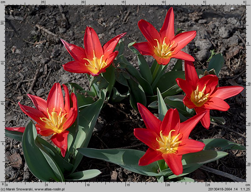 Tulipa Scarlet Baby